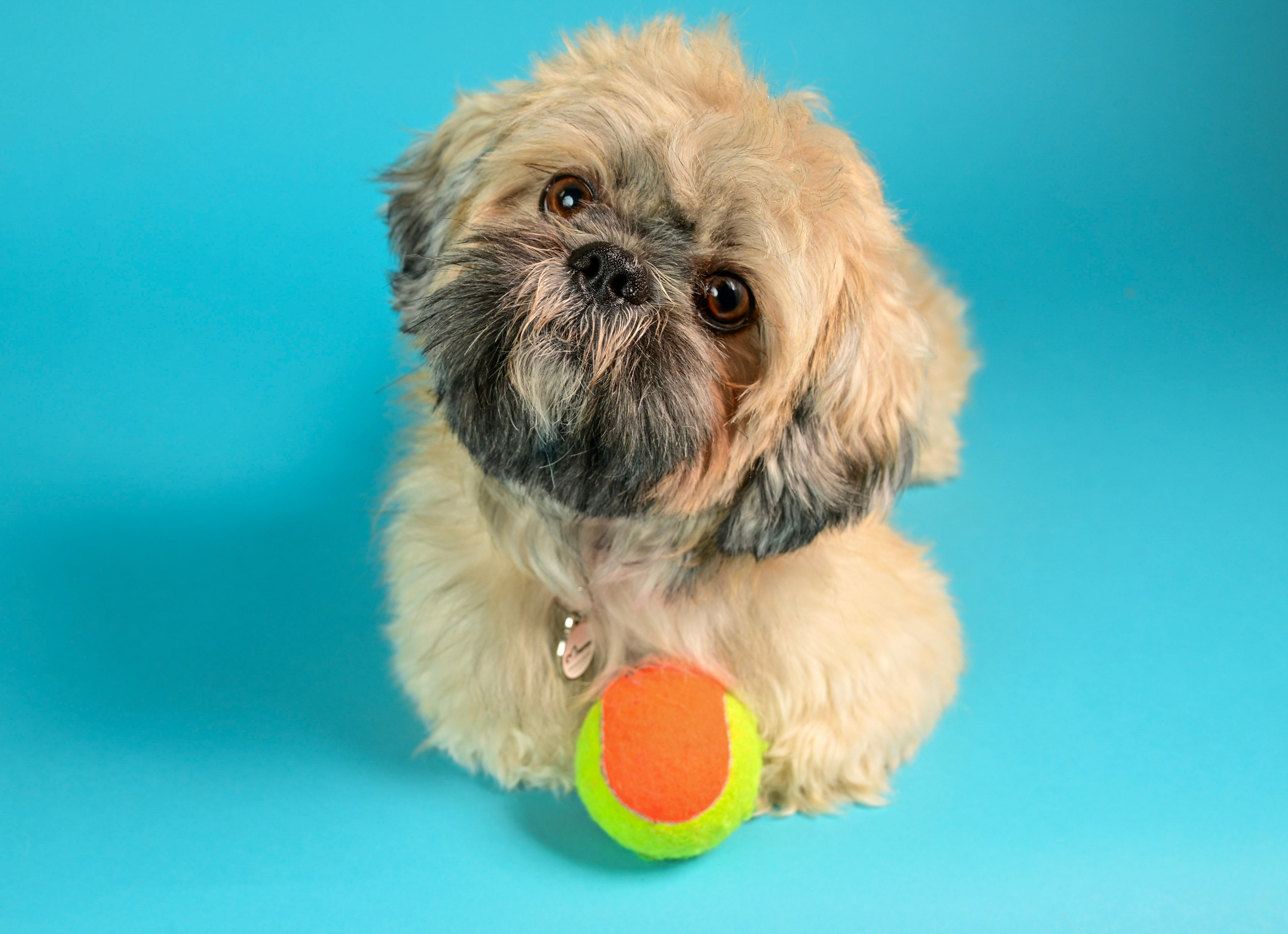 Pet Photography