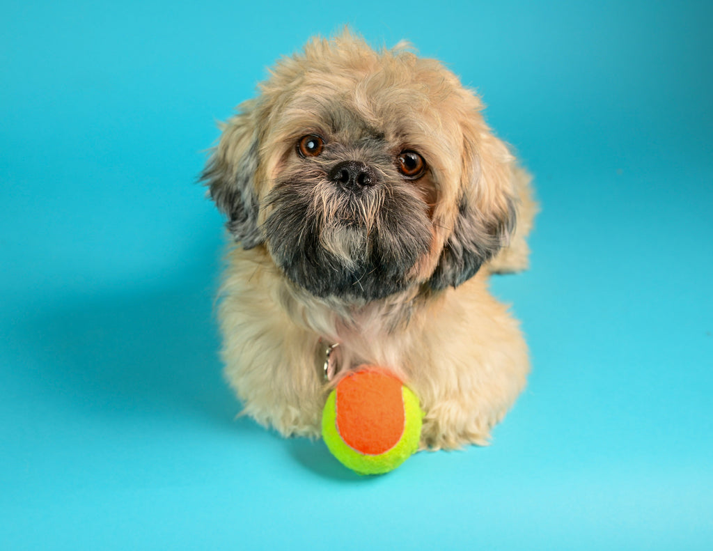 Pet Photography