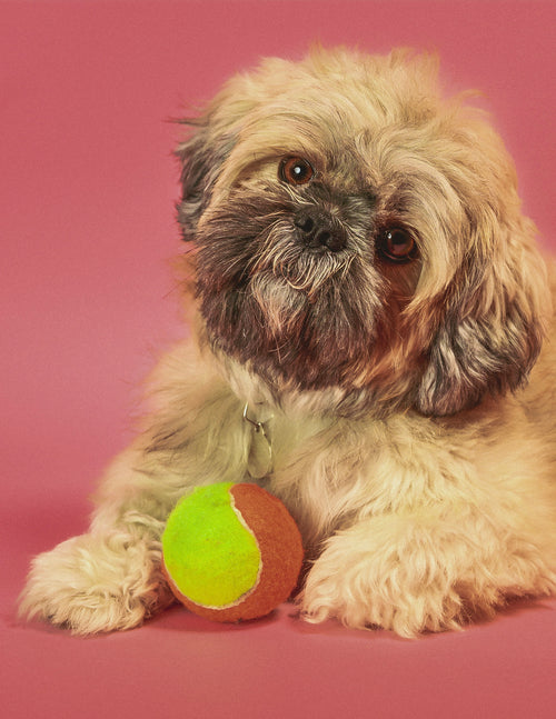 Pet Photography