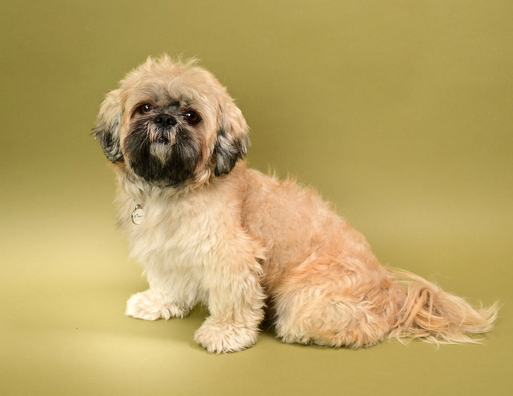 Pet Photography