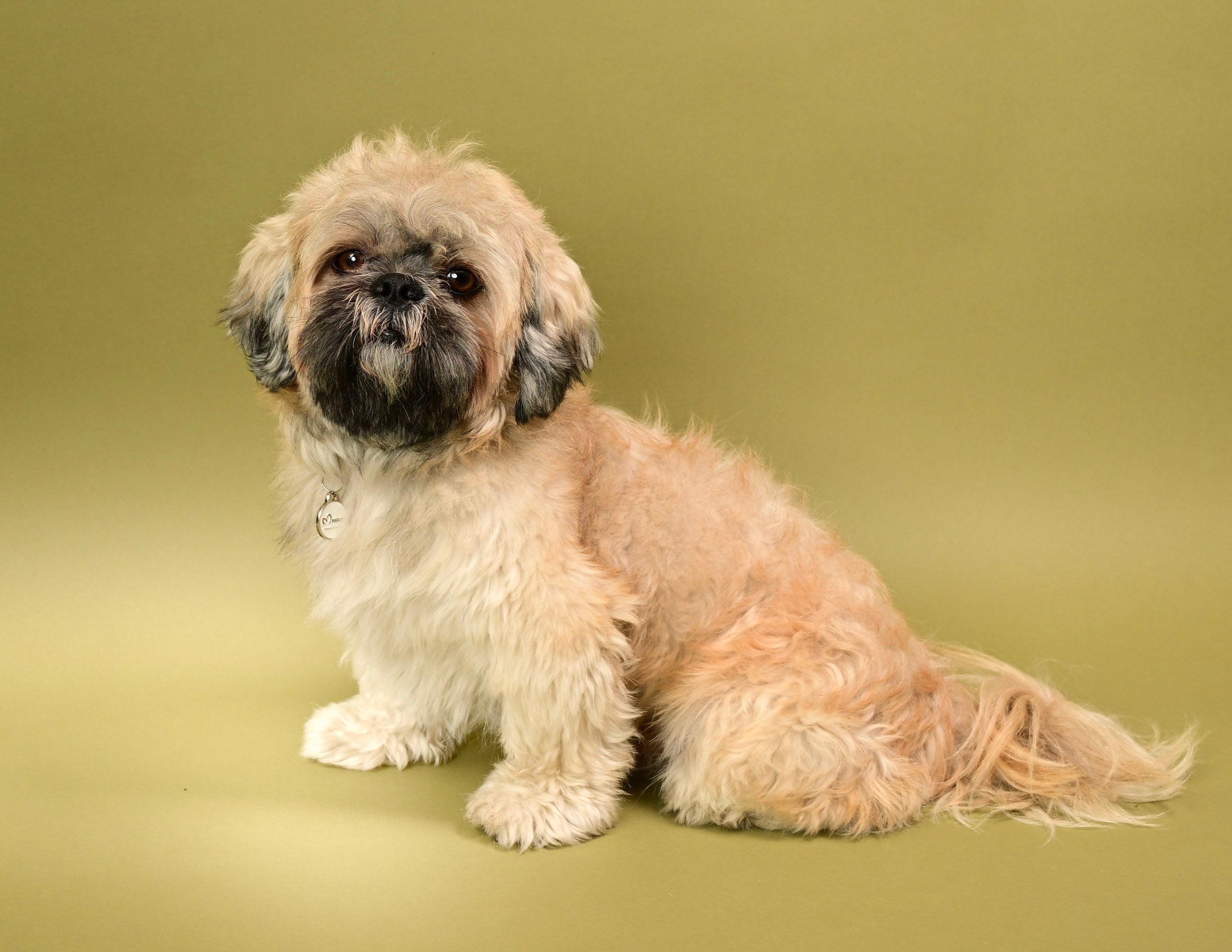 Pet Photography