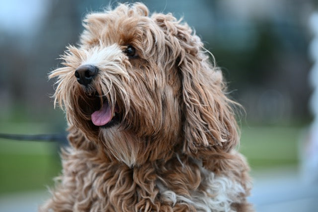 Pet Photography