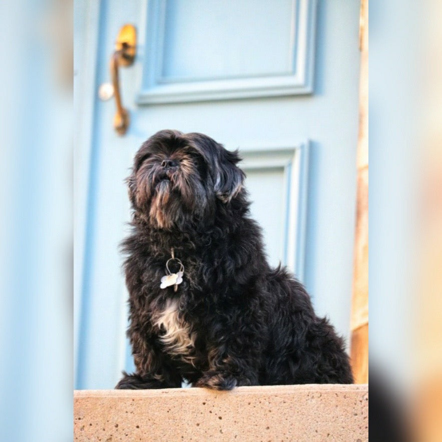 Pet Photography