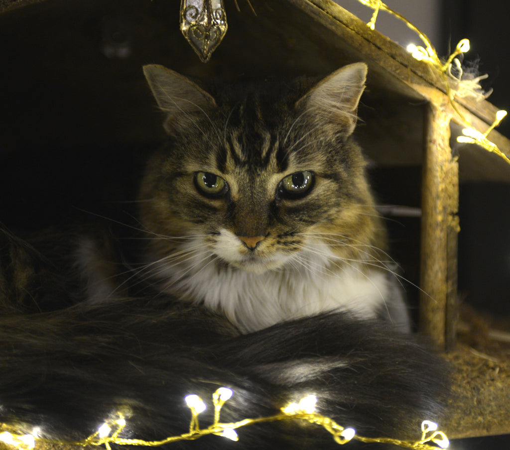 Pet Photography